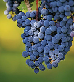 Hill Country Wine Trail